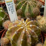 Echinopsis sp JL10-868 (pink fl.).JPG